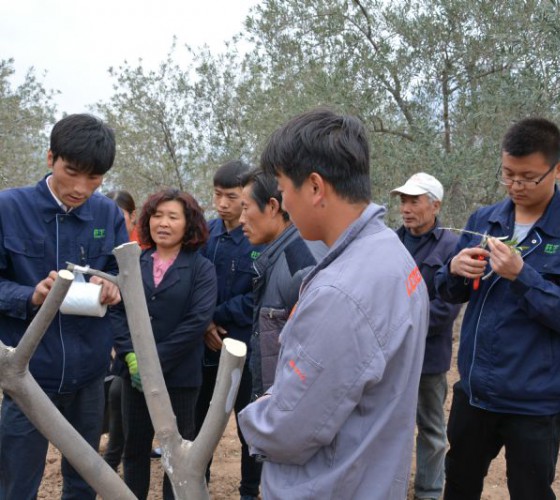 公司從產(chǎn)業(yè)鏈起始端著手，引進(jìn)良種優(yōu)苗，繁育基地苗圃，優(yōu)化樹(shù)種，以?xún)?yōu)質(zhì)的橄欖樹(shù)苗為生產(chǎn)特級(jí)初榨橄欖油提供基礎(chǔ)保障。在以自建萬(wàn)畝國(guó)家標(biāo)準(zhǔn)化油橄欖..