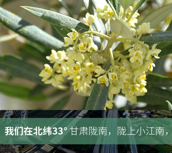 武都的氣候、土壤等與地中海沿岸極其相似，同處于世界頂級(jí)油橄欖黃金生產(chǎn)帶（32°58--33°36）年平均氣溫為14.7°，年日照時(shí)數(shù)1911..
